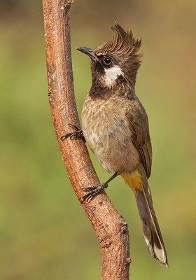 White-cheeked Bulbul