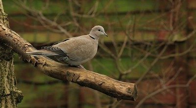 Resident dove species
