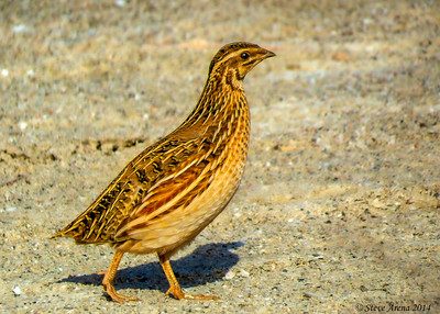 Grassland bird species