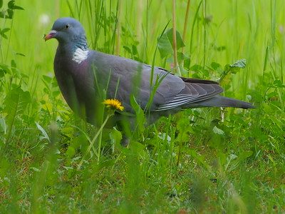 Blue Rock Pigeon