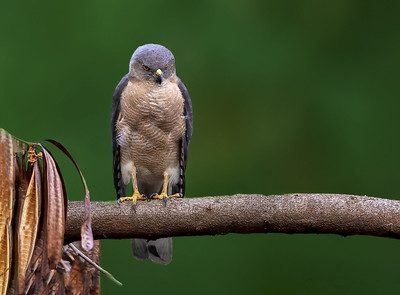 Shikra