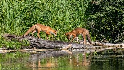 Hill / Red Fox