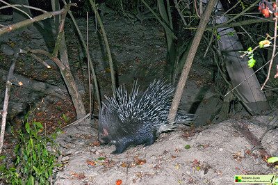 Indian Crested Porcupine