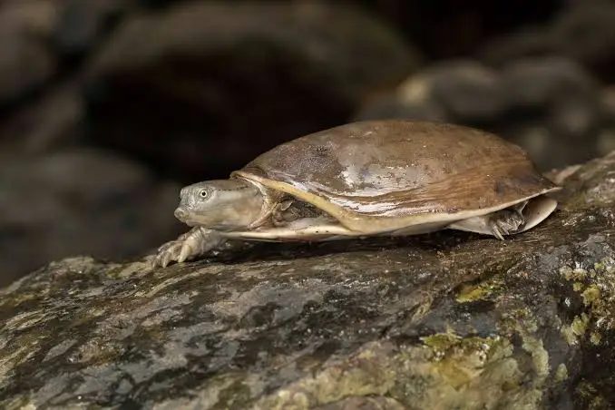 Indian Flap-shell Turtle