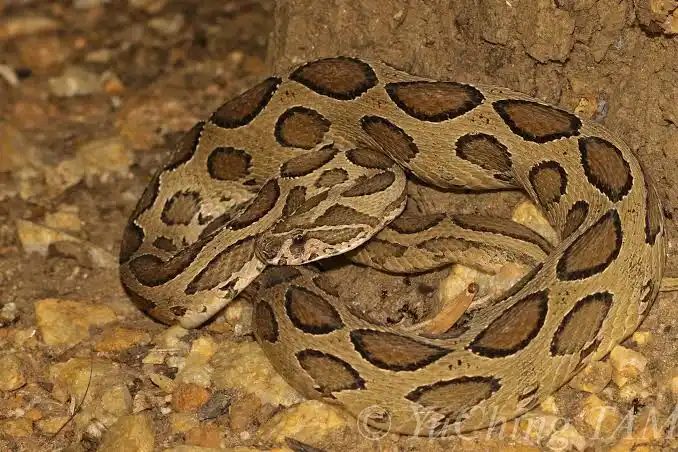 Russell's Chain Viper