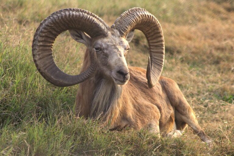 Punjab Urial